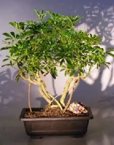 Hawaiian Umbrella Bonsai Tree Banyan Style (arboricola 'schefflera')