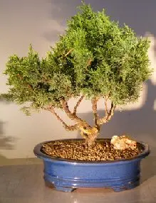 Shimpaku Juniper Bonsai Tree - Trained (Juniper chinensis)