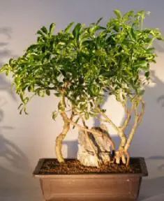 Hawaiian Umbrella Bonsai Tree Variegated and Banyan Style
