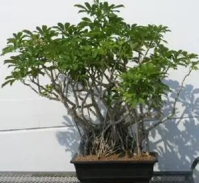 Hawaiian Umbrella Bonsai Tree Banyan Style - Super Duper Size (arboricola schefflera)