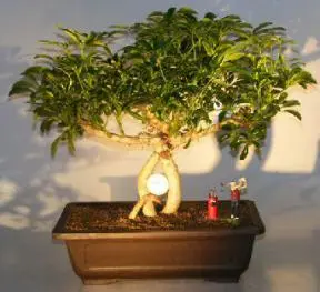 Hawaiian Umbrella Bonsai Tree - Banyan Style with Golf Scene (arboricola schfflera)