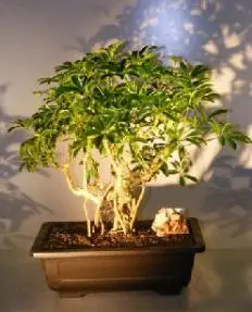 Hawaiian Umbrella Bonsai Tree Banyan Style - with Birds Nest (arboricola schefflera)