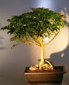 Hawaiian Umbrella Bonsai Tree - Banyan Style (arboricola schfflera)