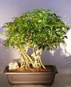 Hawaiian Umbrella Bonsai Tree Banyan Style - Variegated (arboricola schefflera)