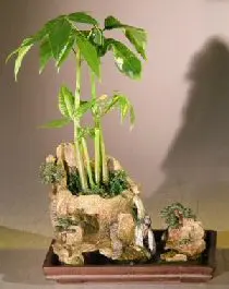 Money Bonsai Tree - 'Good Luck Tree' Double Rock Landscape with Artificial Waterfall (pachira aquatica)