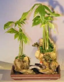 Money Bonsai Tree - 'Good Luck Tree' Double Rock Landscape planting with bridge (pachira aquatica)