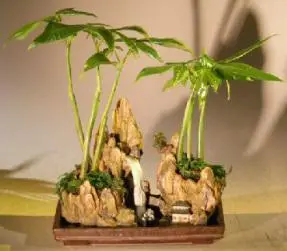 Money Bonsai Tree - 'Good Luck Tree' Double Rock Landscape planting with Artificial Waterfall (pachira aquatica)