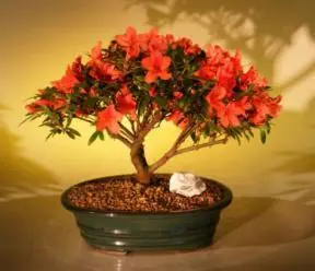 Flowering Red Azalea ('Hino Crimson' (Kurume)