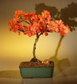 Japanese Flowering Quince Bonsai Tree - Super Red (chaenomeles japonica 'moned')