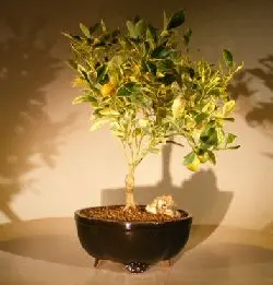 Variegated Orange Citrus Bonsai Tree ('Calamondin' variegata)