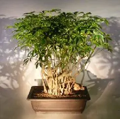 Hawaiian Umbrella Bonsai Tree Banyan Root Style (arboricola schefflera)