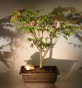 Flowering Japanese Wisteria Bonsai Tree (wisteria floribunda)