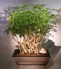 Hawaiian Umbrella Bonsai Tree Banyan Root Style (arboricola 'schefflera')