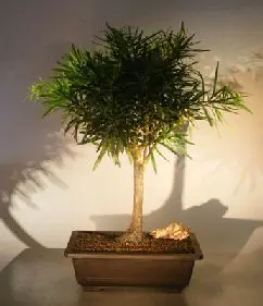 Flowering Podocarpus Bonsai Tree (podocarpus macrophyllus)