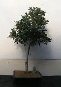 Green Emerald Ficus Bonsai Tree (ficus microcarpa)