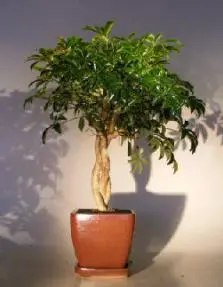 Hawaiian Umbrella Bonsai Tree Braided Trunk (arboricola schfflera)