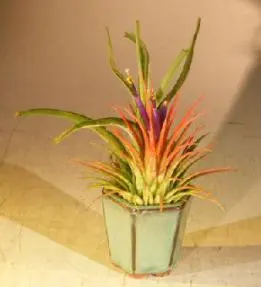 Flowering Tillandsia Bonsai Tree Air Plant (epiphytic)