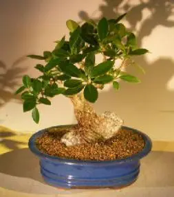Green Emerald Ficus Bonsai Tree Root Over Rock Style (ficus microcarpa)