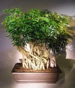 Golden Hawaiian Umbrella Bonsai Tree Banyan Style (arboricola schfflera)