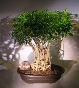 Hawaiian Umbrella Bonsai Banyan Style (arboricola schefflera)