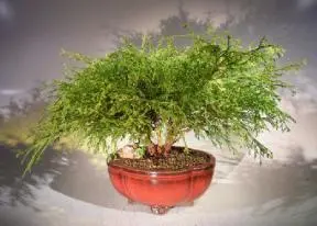 Green Thread Cypress Bonsai Tree (chamaecyparis pisifera 'golden mop')