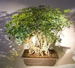 Hawaiian Umbrella Bonsai Tree Variegated Banyan Style (arboricola schefflera)