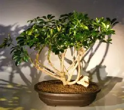 Hawaiian Umbrella Bonsai Tree (arboricola schfflera)