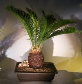 Sago Palm Bonsai Tree (cycas revoluta)