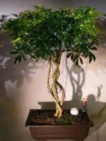 Hawaiian Umbrella Bonsai Tree Braided Trunk with Golf Ball (arboricola schefflera)