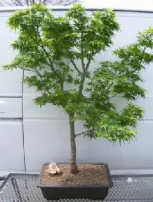 Dwarf Japanese Green Maple Bonsai Tree (mikawa yatsubusa)