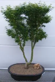 Shishigashira Japanese Maple Bonsai Tree (acer palmatum 'shishigashira')