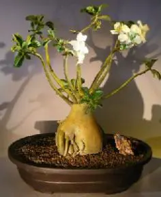 Flowering Desert Rose Bonsai Tree (Adenium Obesum)