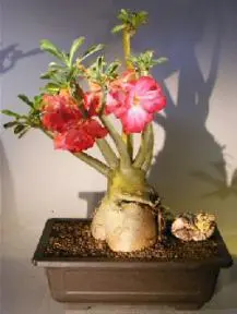 Flowering Desert Rose Bonsai Tree (Adenium Obesum)9