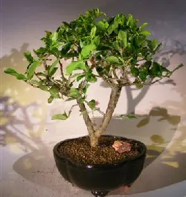Flowering Dwarf Weeping Barbados Cherry Bonsai Tree (malpighia pendiculata)