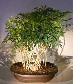 Hawaiian Umbrella Bonsai Tree Banyan Style (arboricola schfflera)9