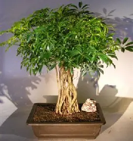 Hawaiian Umbrella Bonsai Tree Braided Trunk with Banyan Roots (arboricola schfflera)