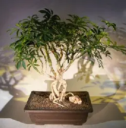 Hawaiian Umbrella Bonsai Tree Exposed Roots (arboricola schfflera)