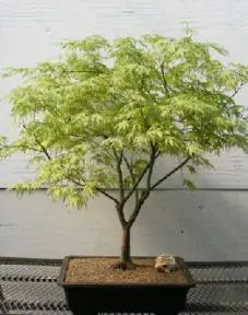 Japanese Maple Bonsai Tree (acer palmatum 'peaches and cream')