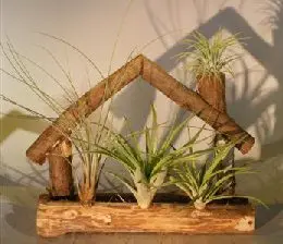 Flowering Bonsai Tree Air Plant (epiphytic) Log Cabin Planter (tillandsia ionantha)