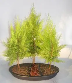 Lemon Cypress Bonsai Tree Three Tree Forest Group (cupressus macrocarpa)