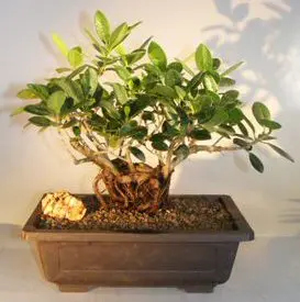 Green Emerald Ficus Bonsai Tree Root Over Rock (ficus microcarpa)