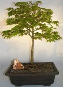 Japanese Green Maple Bonsai Tree (acer palmatum 'kashima ytsabusa')