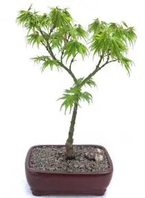 Japanese Green Maple Bonsai Tree (acer palmatum 'Mikawa Yatsubusa')