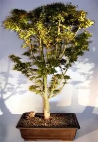 Japanese Green Maple Bonsai Tree (acer palmatum 'Kotohime')