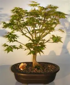 Japanese Maple Bonsai Tree (acer palmatum 'Kashima Yatsubusa')