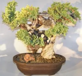 Juniper Bonsai Tree - Phoenix Graft (juniper procumbens nana)