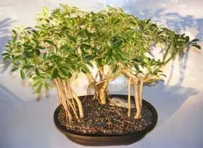 Variegated Hawaiian Umbrella Bonsai Tree Banyan Style - Forest Planting (arboricola schefflera)