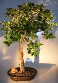 Green Emerald Ficus Bonsai Tree Banyan Style (ficus microcarpa)