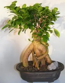 Ginseng Ficus Bonsai Tree (ficus retusa)