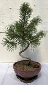 Twisty Mugo Pine Bonsai Tree (pinus mugo 'twisty')